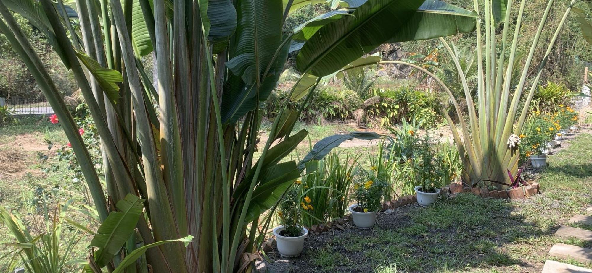 Cat Ba Island Garden Homestay - Papillon Dış mekan fotoğraf